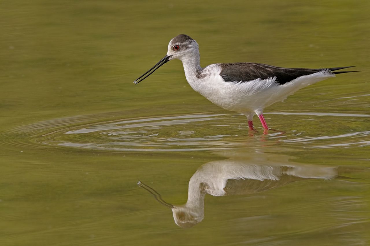 Cavaliere d''Italia (Himantopus himantopus)